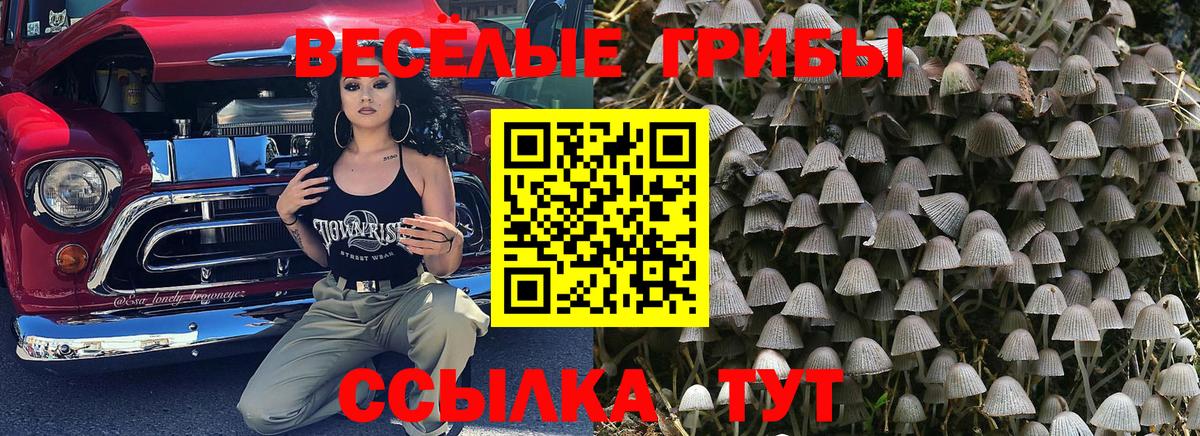 Псилоцибиновые грибы мицелий Касимов